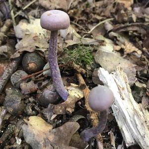 Amethyst Deceiver