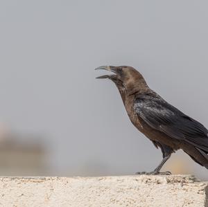 Brown-necked Raven