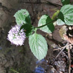 Water Mint