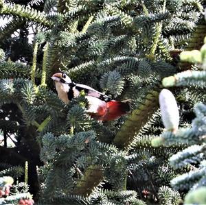 Great Spotted Woodpecker