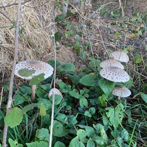 Parasol Mushroom