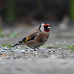 European Goldfinch