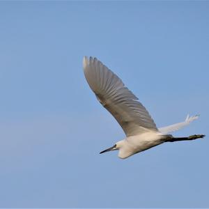 Great Egret