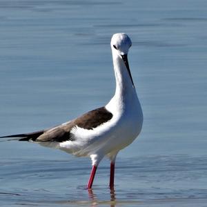 Black-winged Stilt