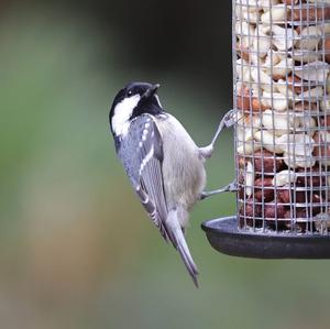 Coal Tit