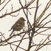 Eurasian Chaffinch