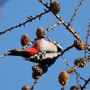 Great Spotted Woodpecker