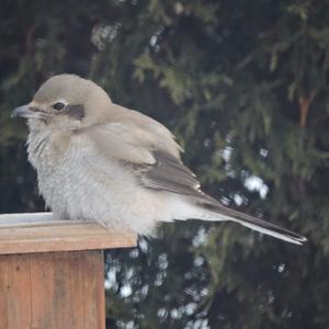 Great Grey Shrike