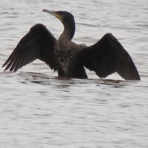 Great Cormorant