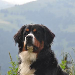 Bernese Mountain Dog