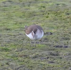 Common Sandpiper