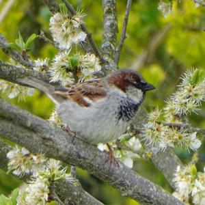 House Sparrow