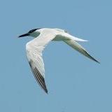 Sandwich Tern