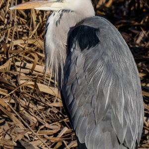 Grey Heron