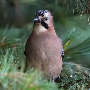 Eurasian Jay