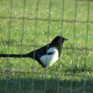 Black-billed Magpie