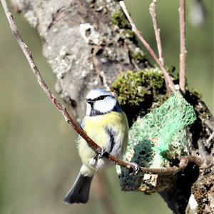 Blue Tit