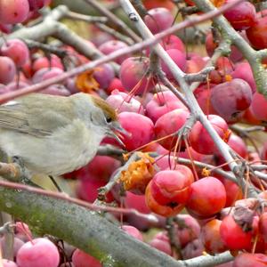 Blackcap