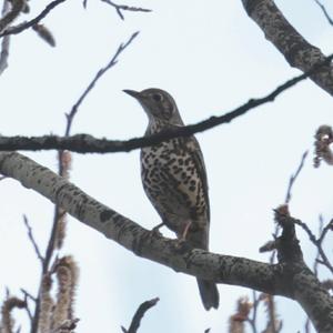 Mistle Thrush