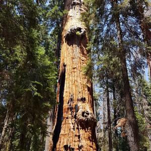 Giant Sequoia