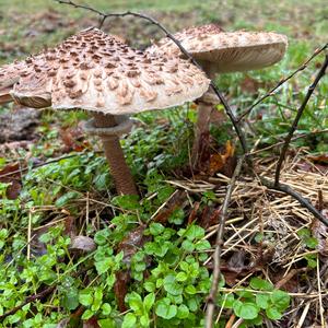 Parasol Mushroom