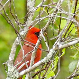 Northern Cardinal