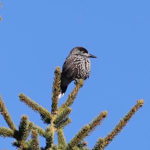 Spotted Nutcracker