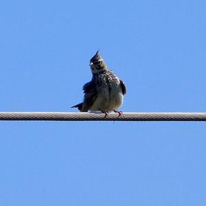 Thekla Lark