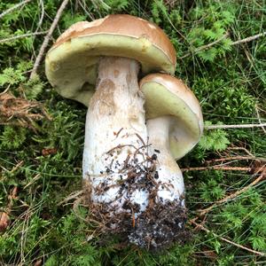 King Bolete