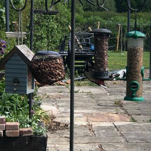 Great Spotted Woodpecker