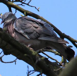 Common Wood-pigeon