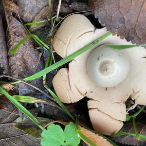 Collared Earthstar