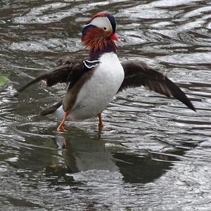 Mandarin Duck