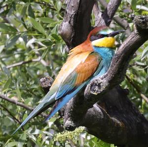 European Bee-eater