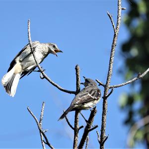 Northern Mockingbird