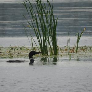 Common Loon