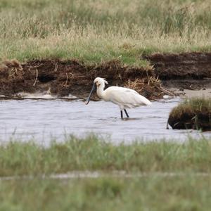 Eurasian Spoonbill