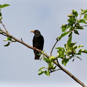 Spotless Starling