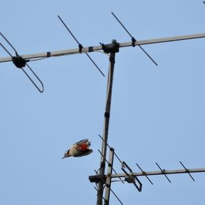 Great Spotted Woodpecker