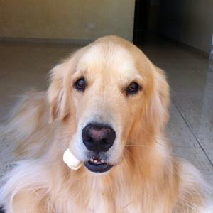 Retriever (Golden)