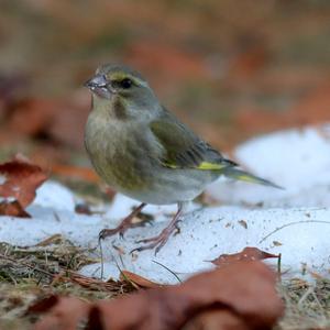 European Greenfinch