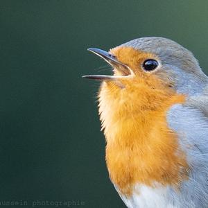 European Robin