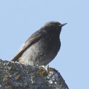 Black Redstart