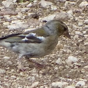 Eurasian Chaffinch