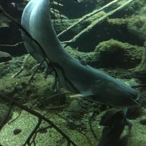 Wels catfish