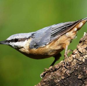 Wood Nuthatch