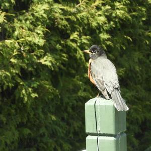 American Robin