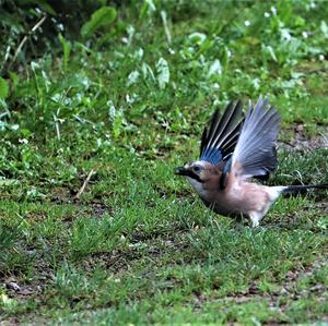 Eurasian Jay