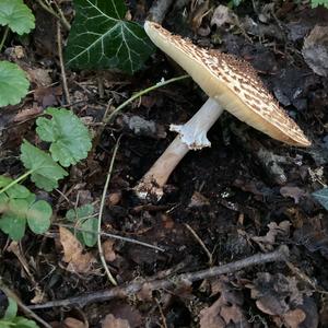 Sharp-scaled Lepiota