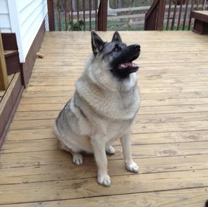 Norwegian Elkhound